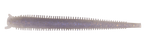 Berkley Gulp! Saltwater Fat Sandworm - 4"- Opening Night