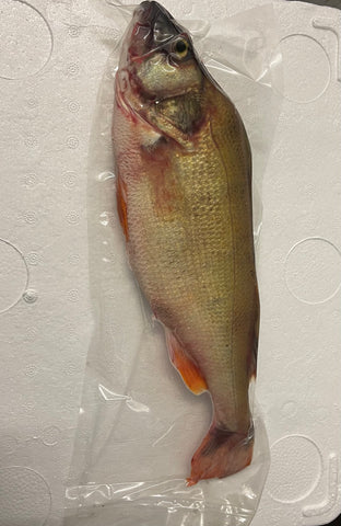 Perch Jumbo